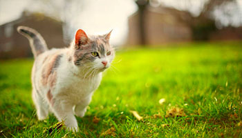 мисайлово жк пригород лесное