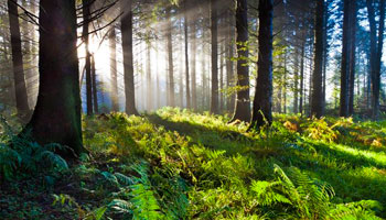 жк цветочные поляны фото