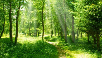 жк форест форум